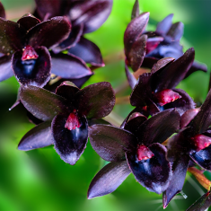 Black Orchid Natural Soy Wax Melt
