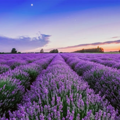 Lavender Natural Soy Wax Melt